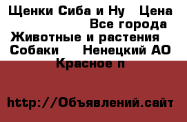 Щенки Сиба и Ну › Цена ­ 35000-85000 - Все города Животные и растения » Собаки   . Ненецкий АО,Красное п.